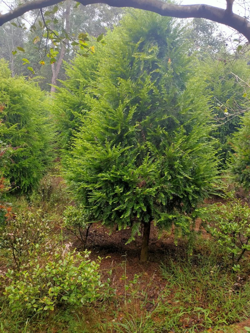 红豆杉园林绿化工程用苗常绿植物