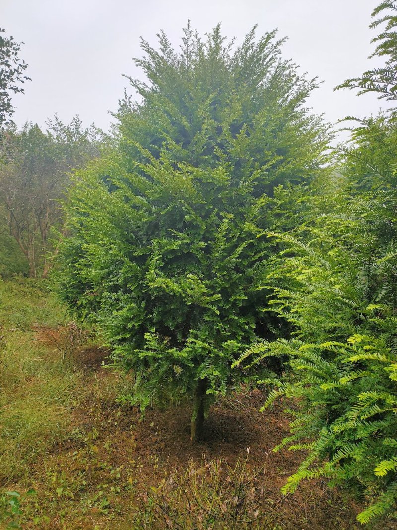 红豆杉园林绿化工程用苗常绿植物