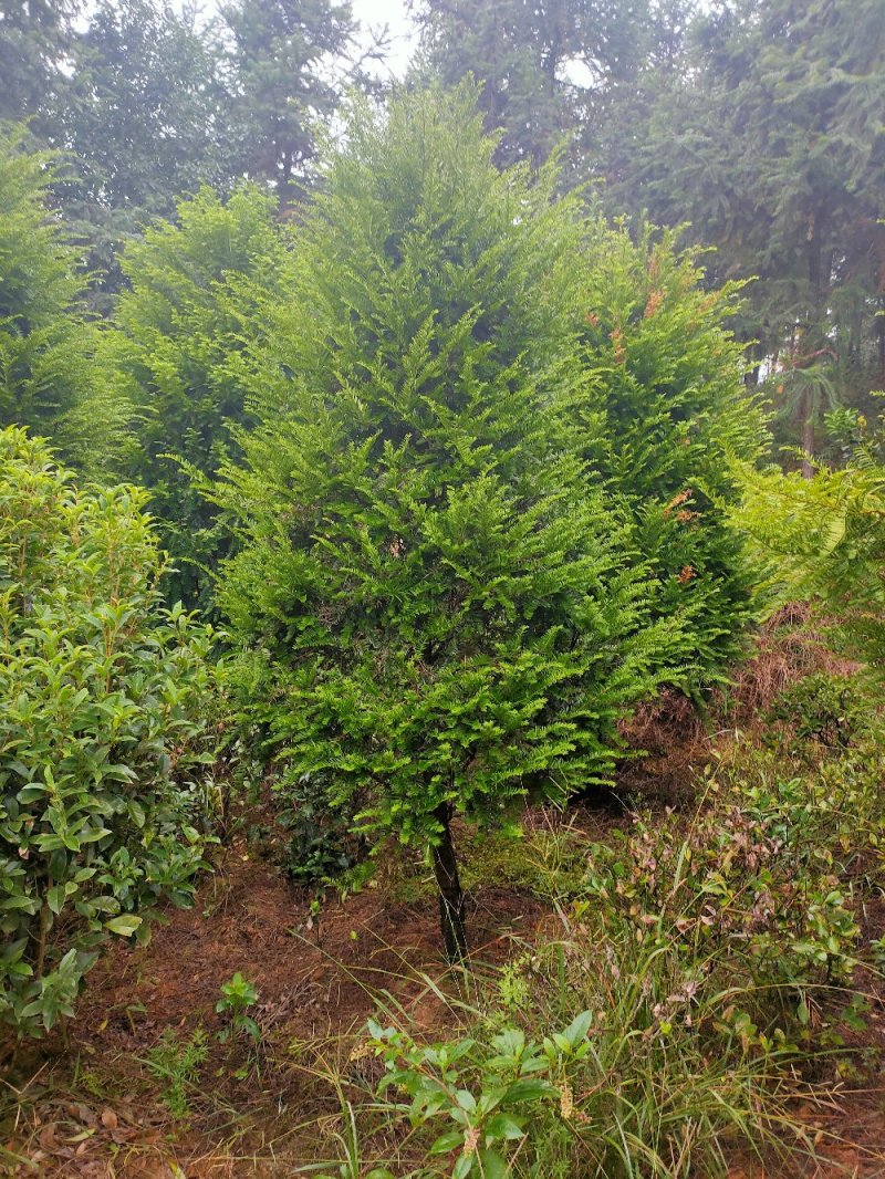 红豆杉园林绿化工程用苗常绿植物