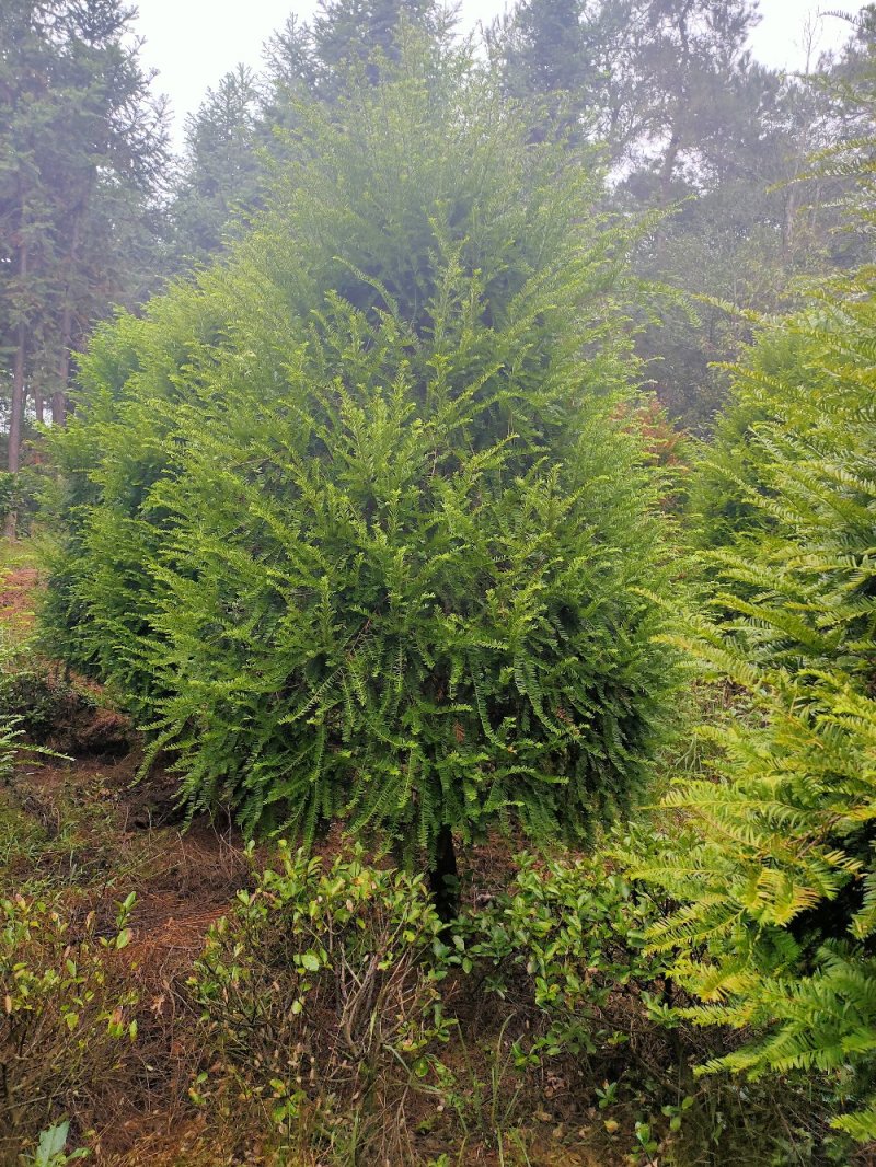 红豆杉园林绿化工程用苗常绿植物