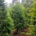红豆杉园林绿化工程用苗常绿植物