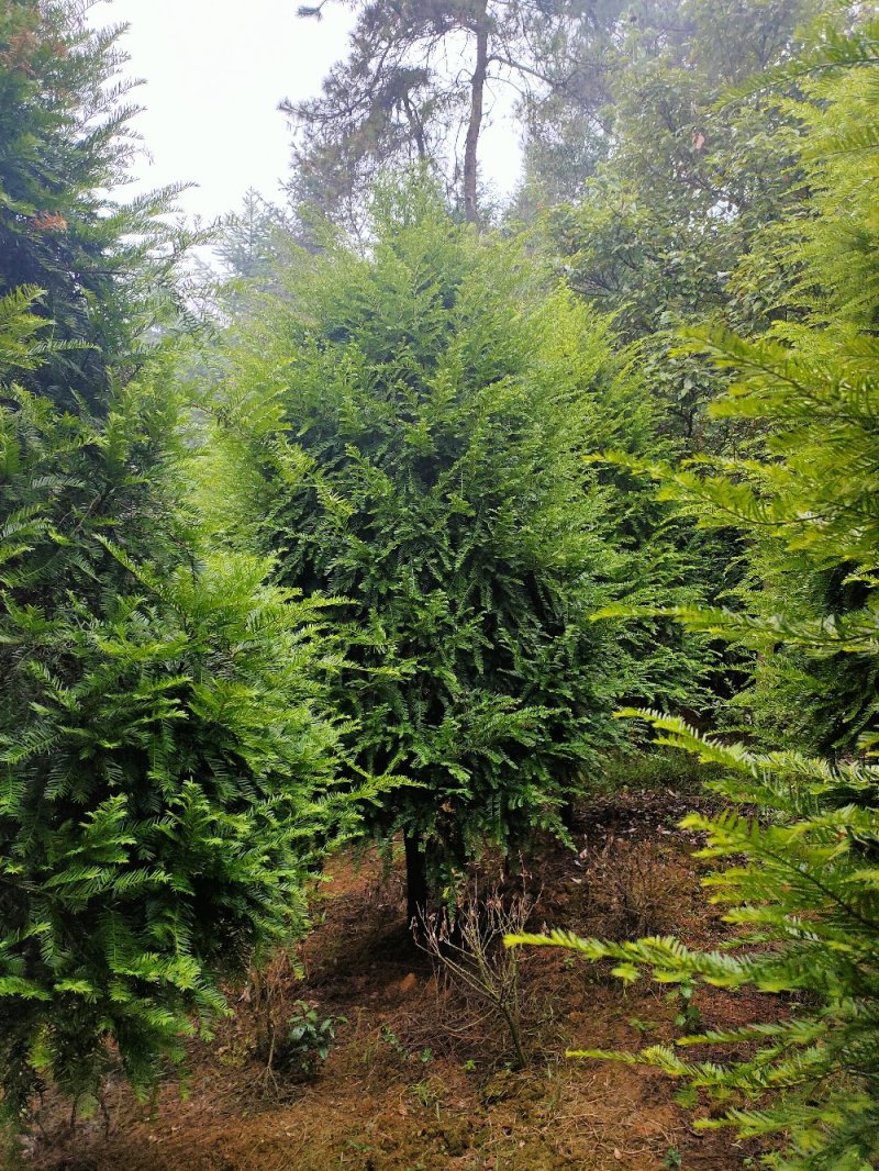 红豆杉园林绿化工程用苗常绿植物