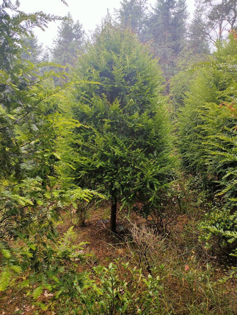 红豆杉园林绿化工程用苗常绿植物