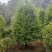 红豆杉园林绿化工程用苗常绿植物