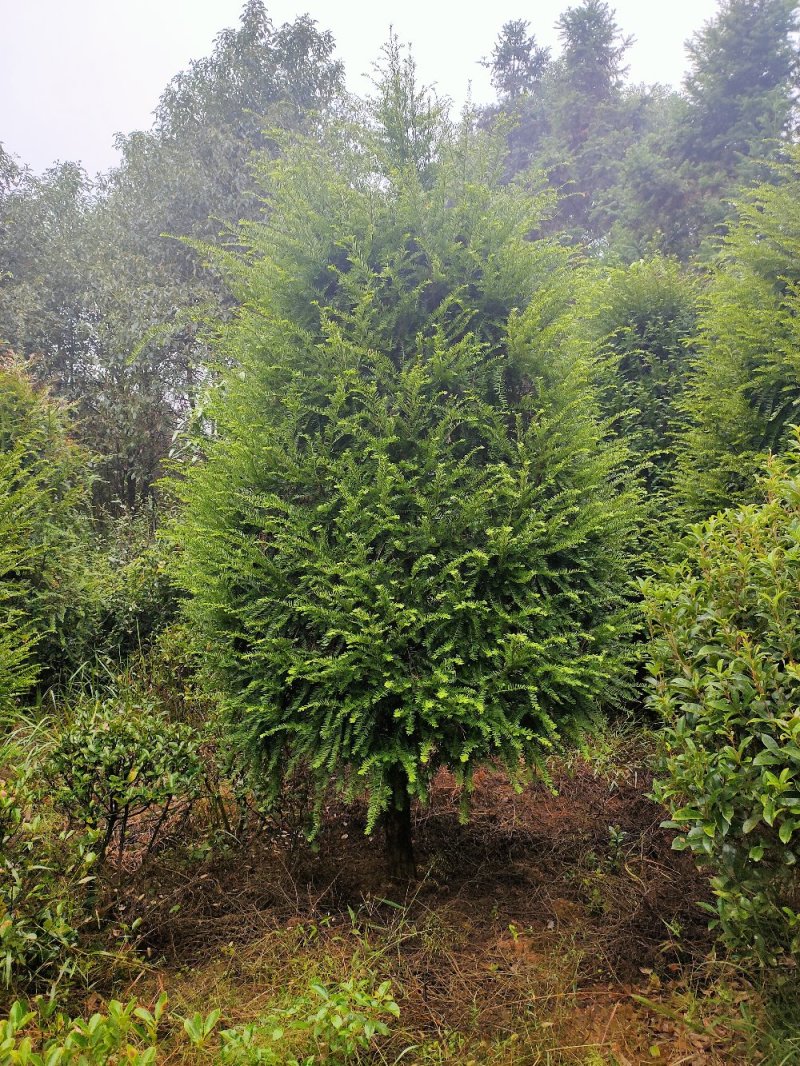 红豆杉园林绿化工程用苗常绿植物