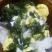 头水紫菜