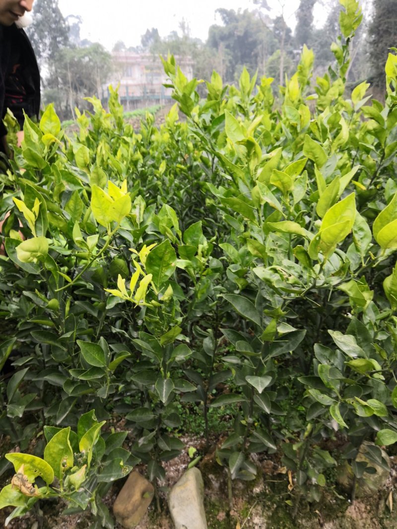 柑橘苗，爱媛38，春见，明日见品种齐，质量保证