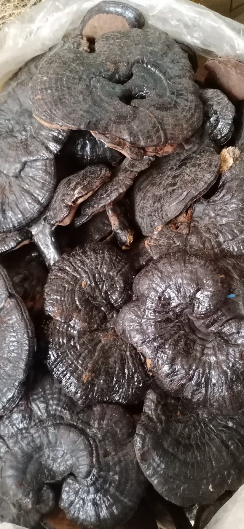 精品灵芝优质灵芝一手货源诚信经营欢迎采购