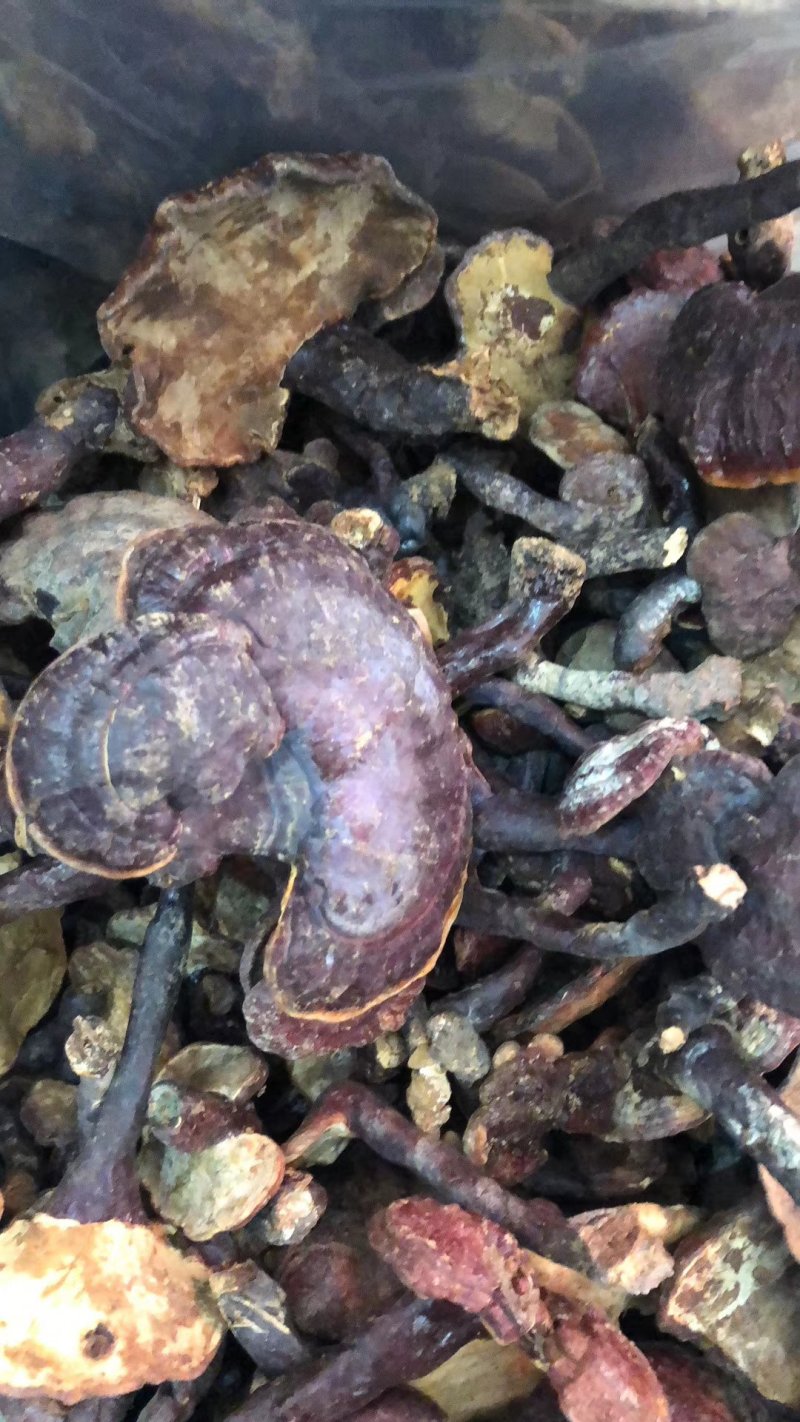 精品灵芝优质灵芝一手货源诚信经营欢迎采购