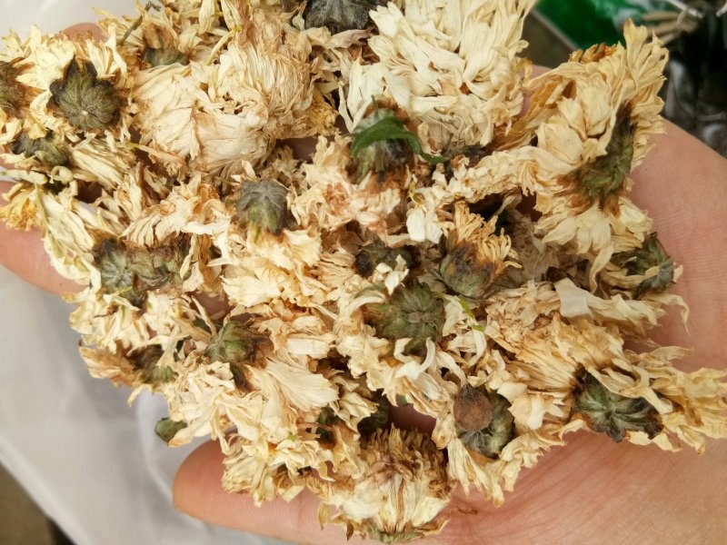 菊花药用白菊花无硫干品含量高批发零售质量保证