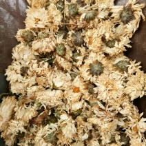 菊花药用白菊花无硫干品含量高批发零售质量保证