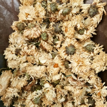 菊花药用白菊花无硫干品含量高批发零售质量保证