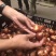 郁金香种球/进口重瓣单瓣郁金香种球