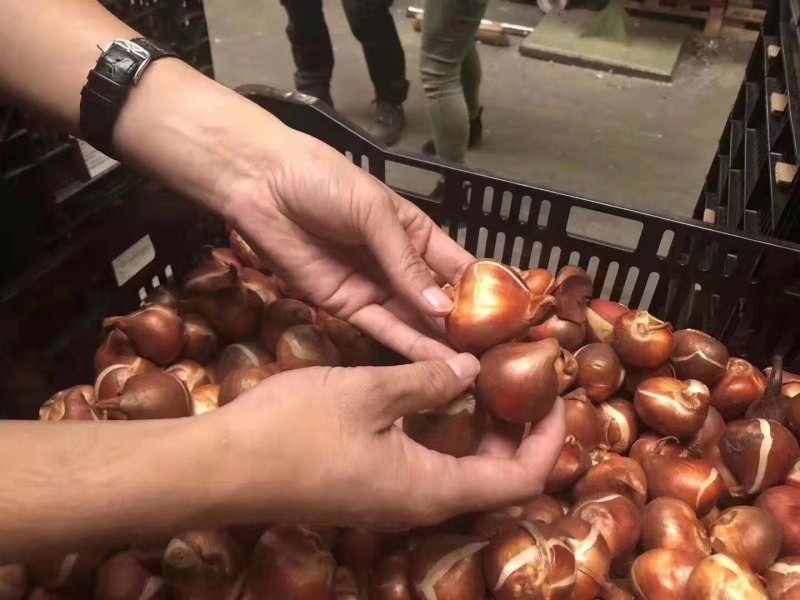郁金香种球/进口重瓣单瓣郁金香种球