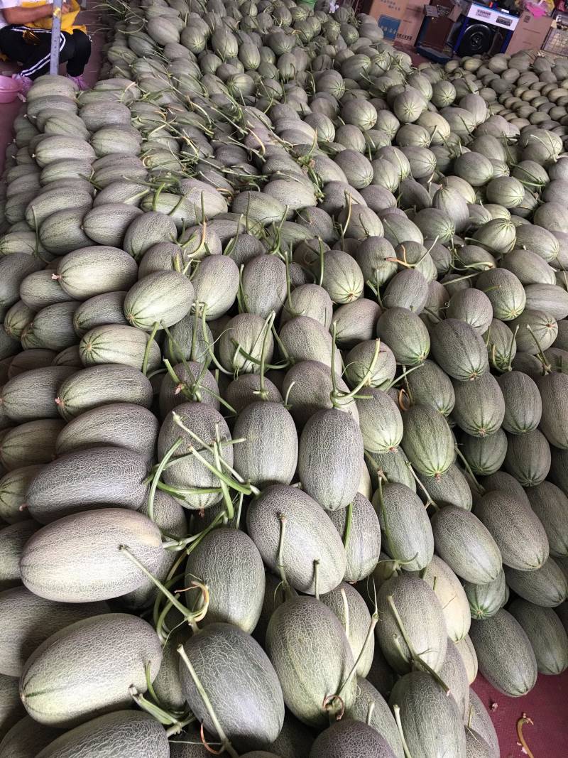 哈密瓜，耀龙，耀农，都之果，