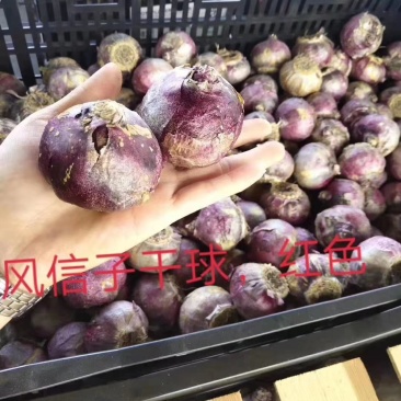 风信子（4个颜色）