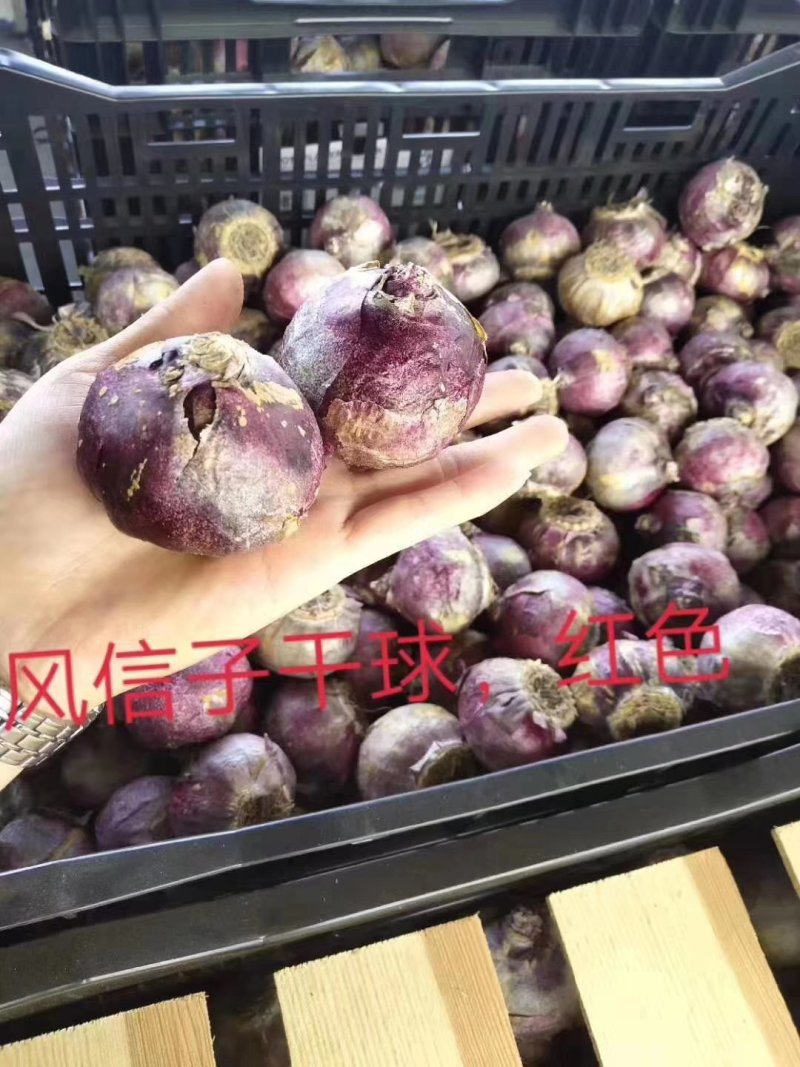 风信子（4个颜色）