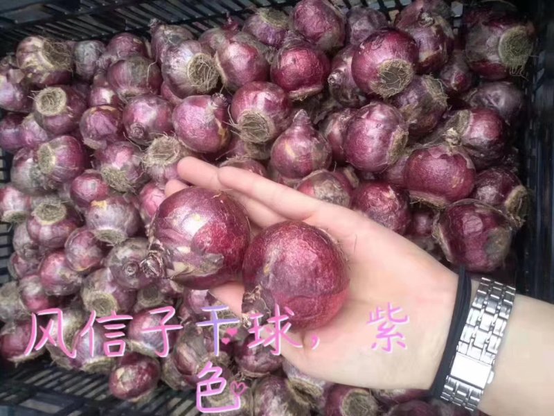 风信子（4个颜色）