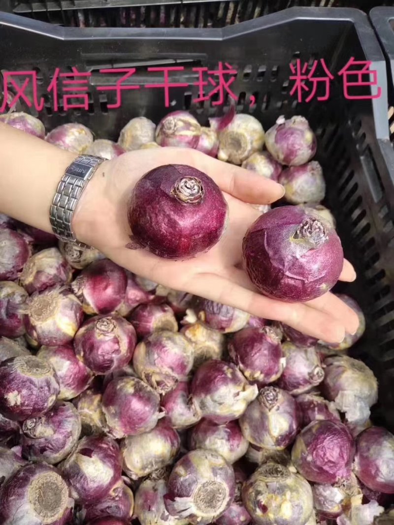 风信子（4个颜色）