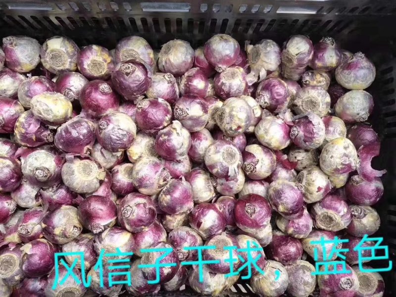 风信子（4个颜色）