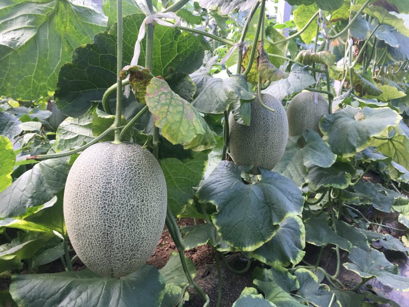哈密瓜，耀龙，耀农，都之果，小蜜