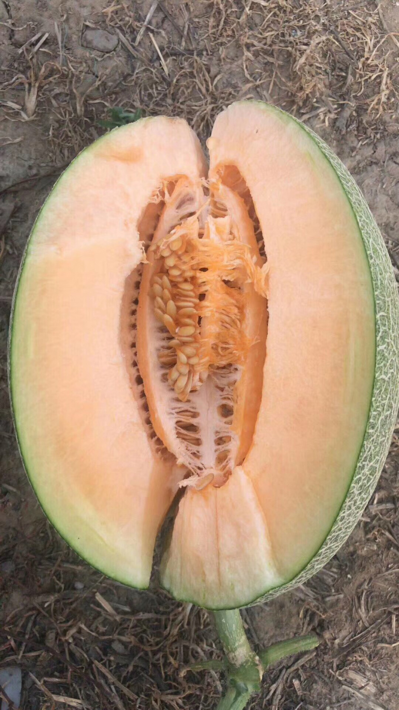 哈密瓜，耀龙，耀农，都之果，小蜜
