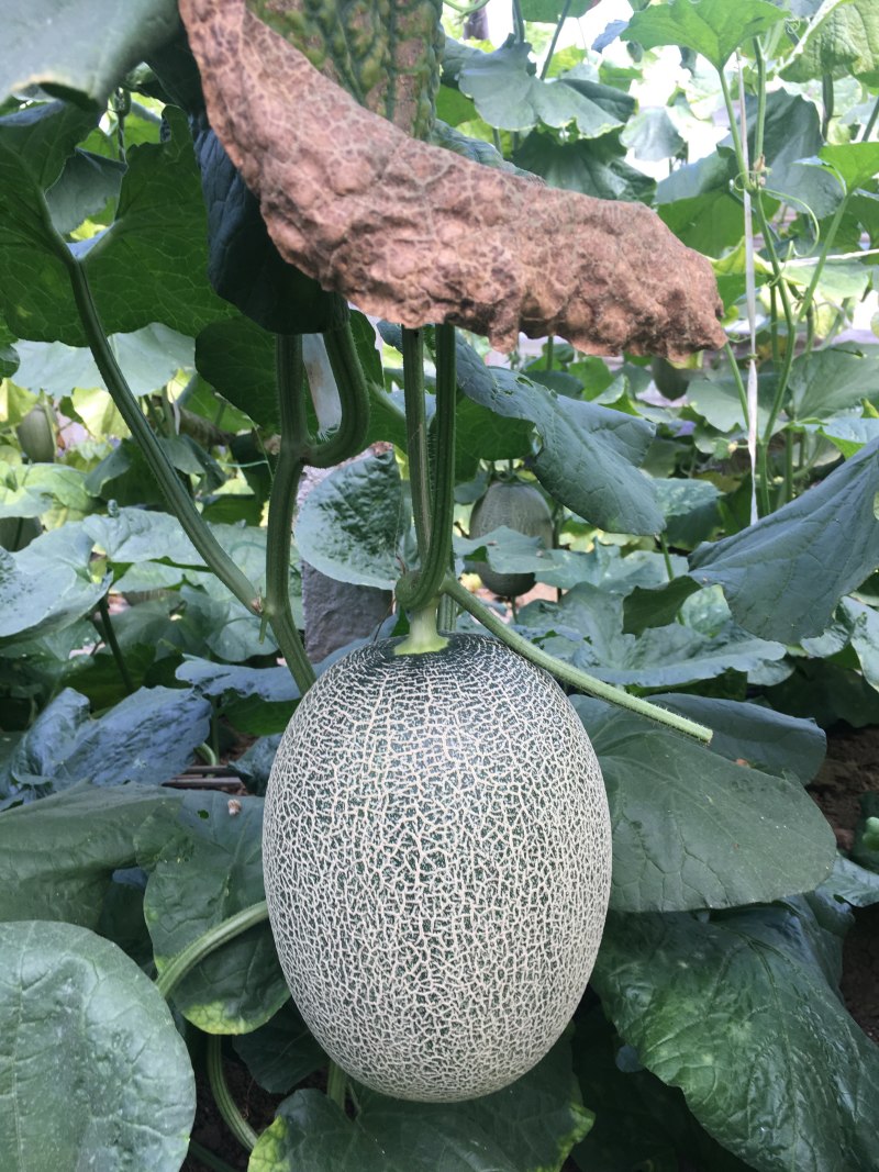 哈密瓜，耀龙，耀农，都之果，小蜜