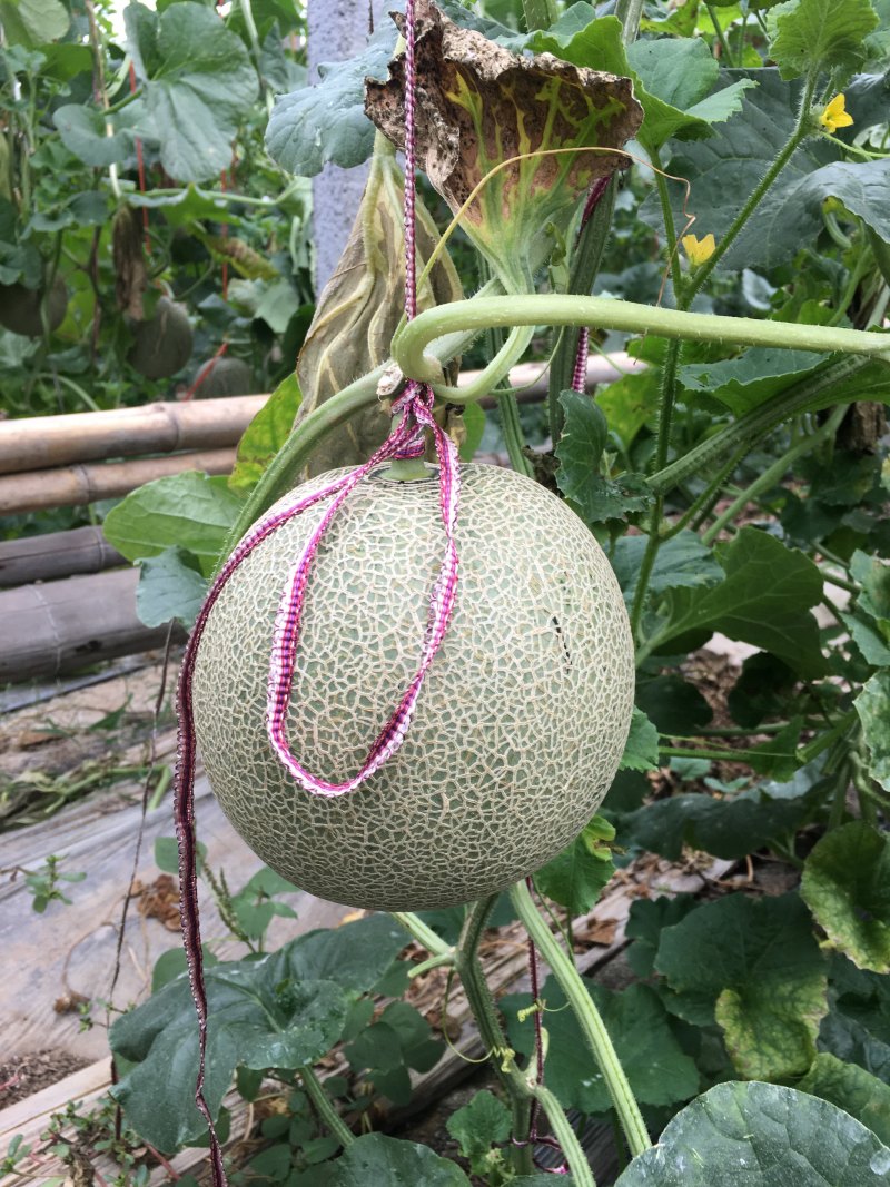 哈密瓜，耀龙，耀农，都之果，小蜜