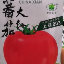 西红柿种子上海903番茄种子(高产抗病耐储运)
