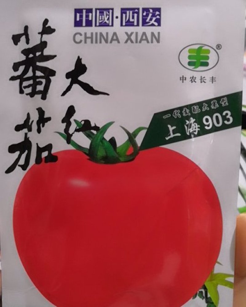 西红柿种子上海903番茄种子(高产抗病耐储运)