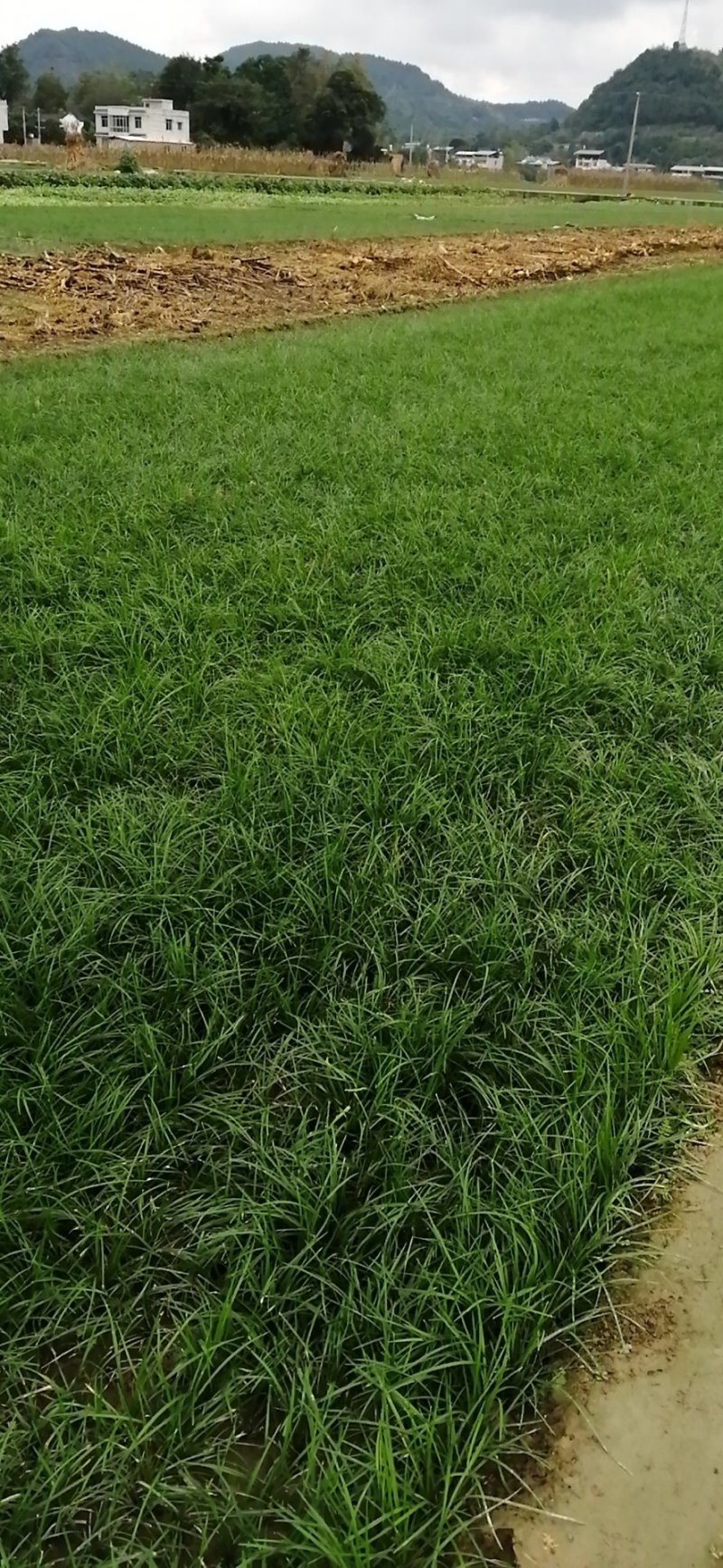 四川绵阳基地麦冬草，麦冬种苗，基地直供，质量上乘