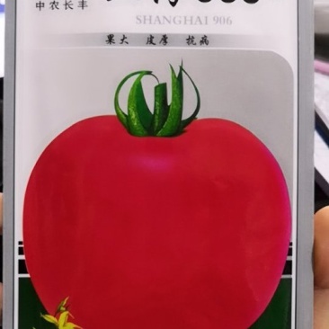 上海906粉红番茄种子(早中熟型抗病粉红番茄)