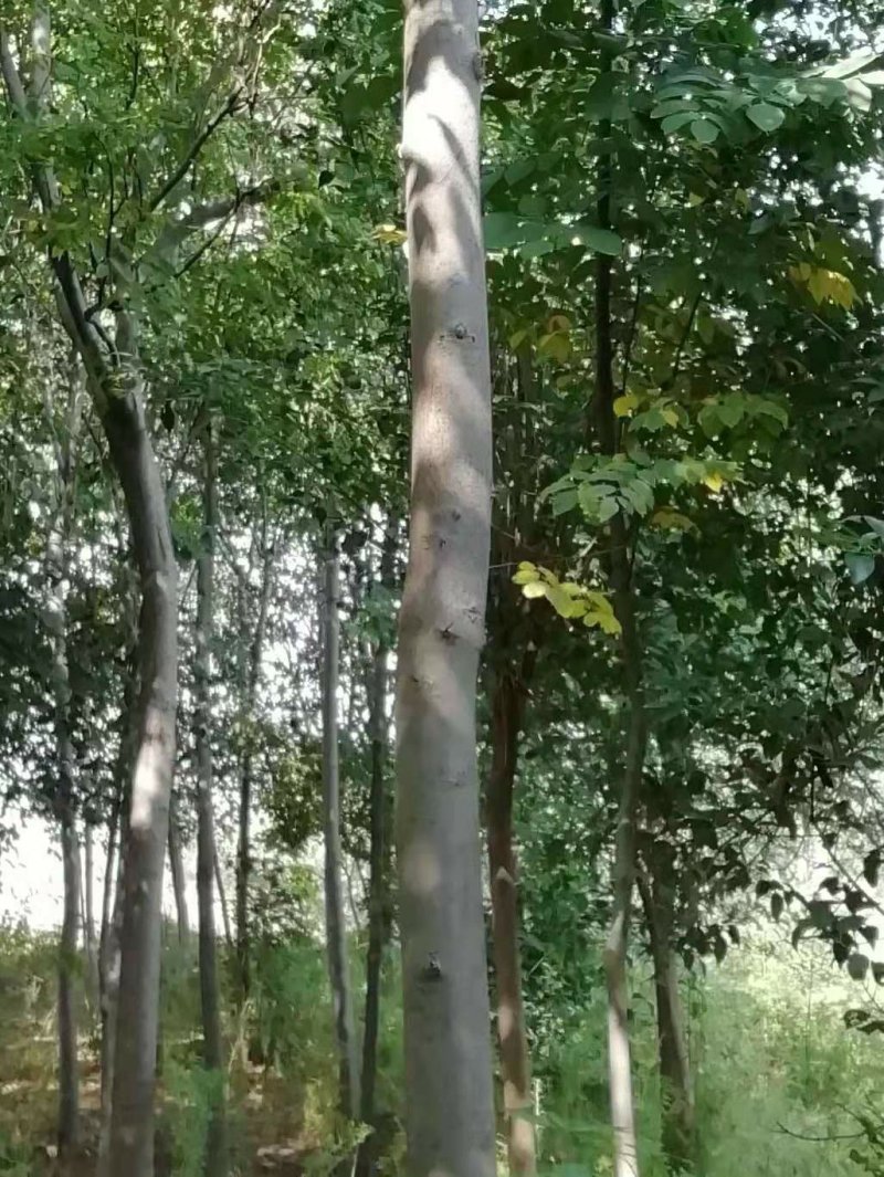 女贞，栾树便宜出售