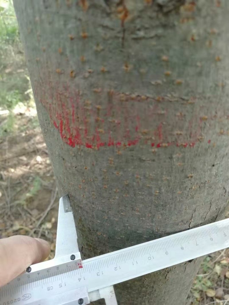 女贞，栾树便宜出售