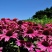 松果菊花种子四季种易活花籽多年生耐阴耐寒紫松果菊园林绿化