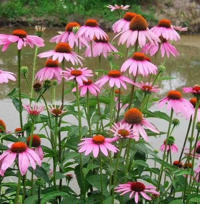 松果菊花种子四季种易活花籽多年生耐阴耐寒紫松果菊园林绿化
