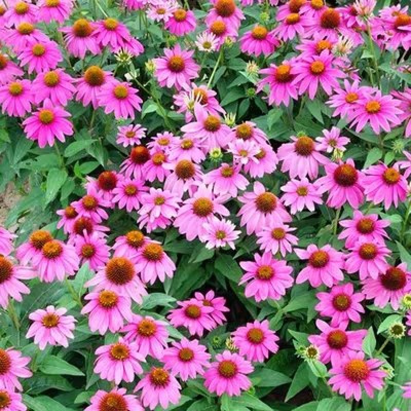 松果菊花种子四季种易活花籽多年生耐阴耐寒紫松果菊园林绿化