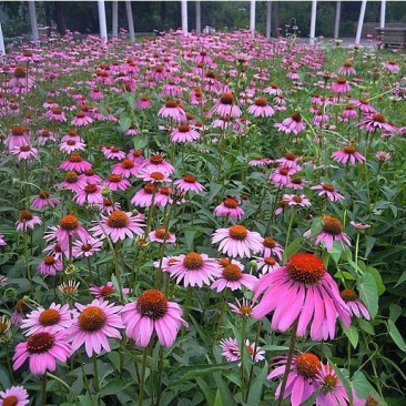 松果菊花种子四季种易活花籽多年生耐阴耐寒紫松果菊园林绿化