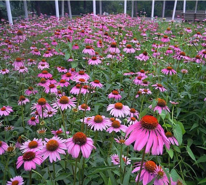 松果菊花种子四季种易活花籽多年生耐阴耐寒紫松果菊园林绿化