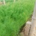 茴香