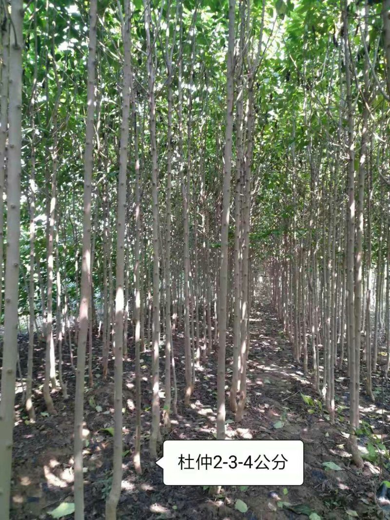 杜仲苗杜仲苗价格供应走俏货杜仲苗杜仲苗价格