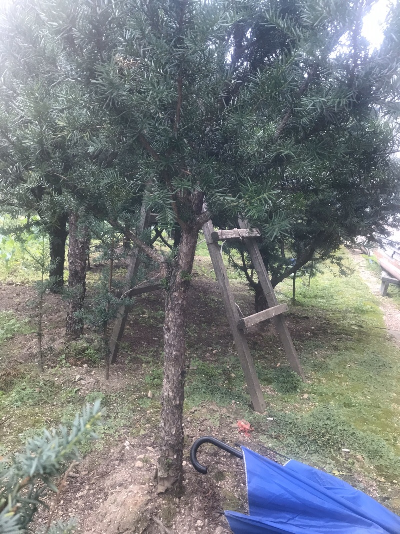 【精品】红豆杉辽宁本溪桓仁县贵龙苗圃直售，量大从优！！！