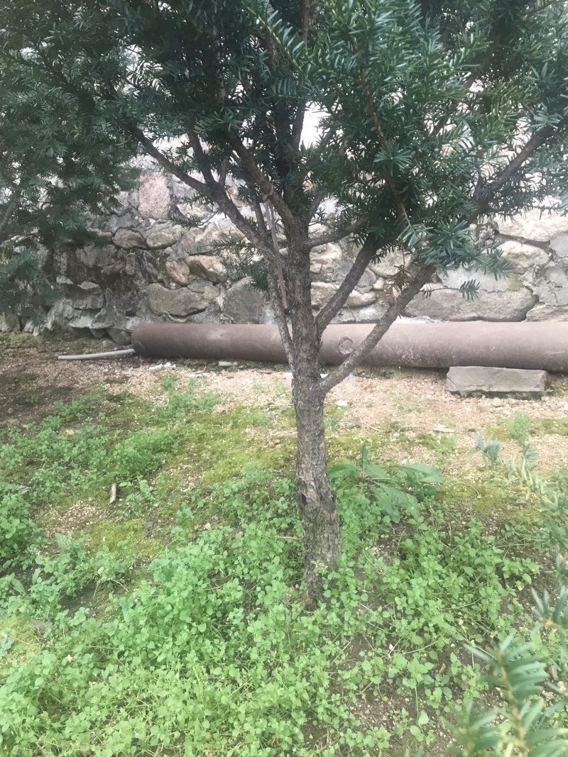 【精品】红豆杉辽宁本溪桓仁县贵龙苗圃直售，量大从优！！！