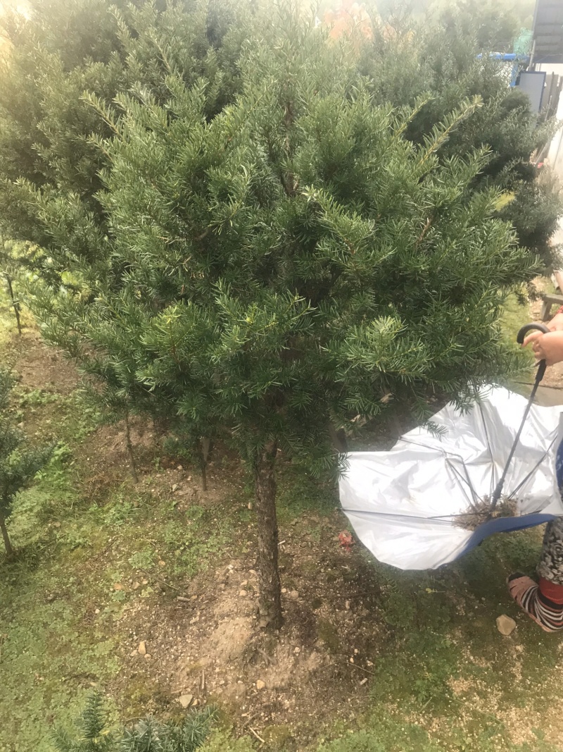 【精品】红豆杉辽宁本溪桓仁县贵龙苗圃直售，量大从优！！！