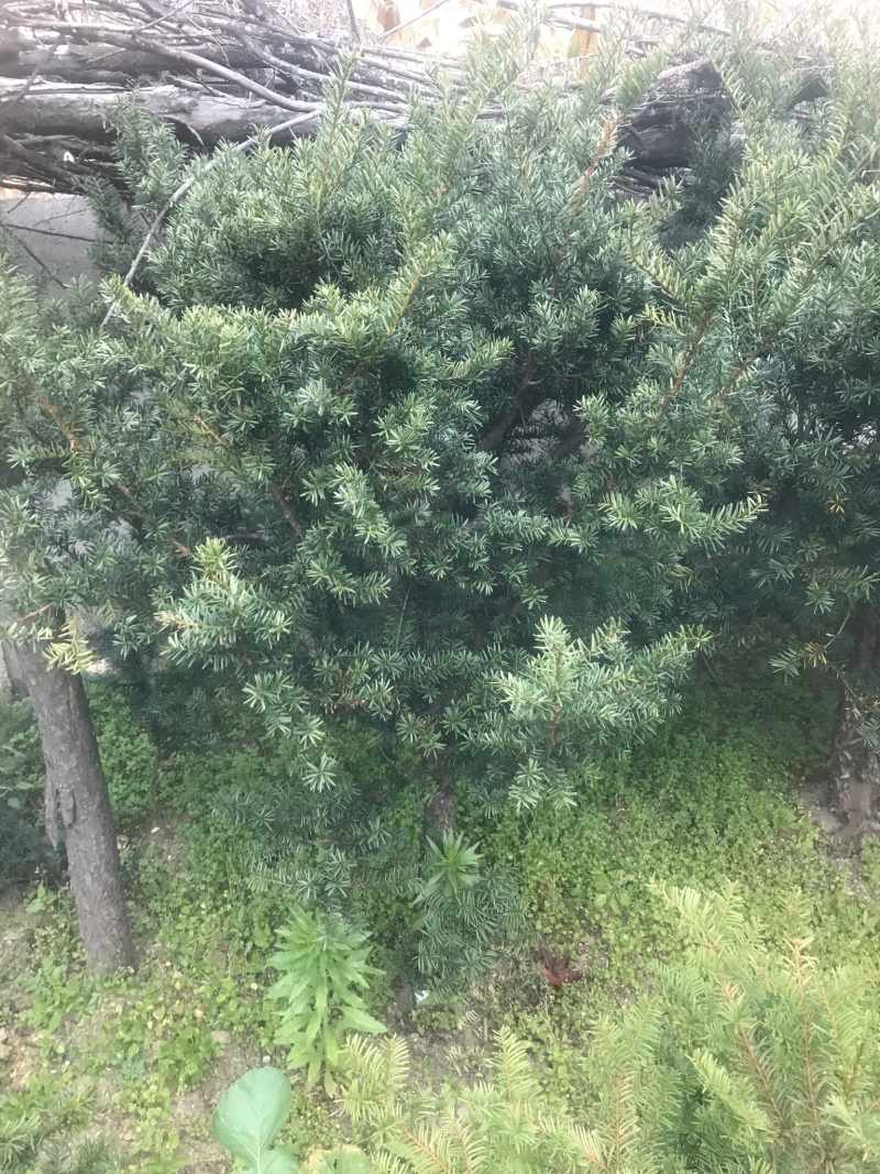 【精品】红豆杉辽宁本溪桓仁县贵龙苗圃直售，量大从优！！！