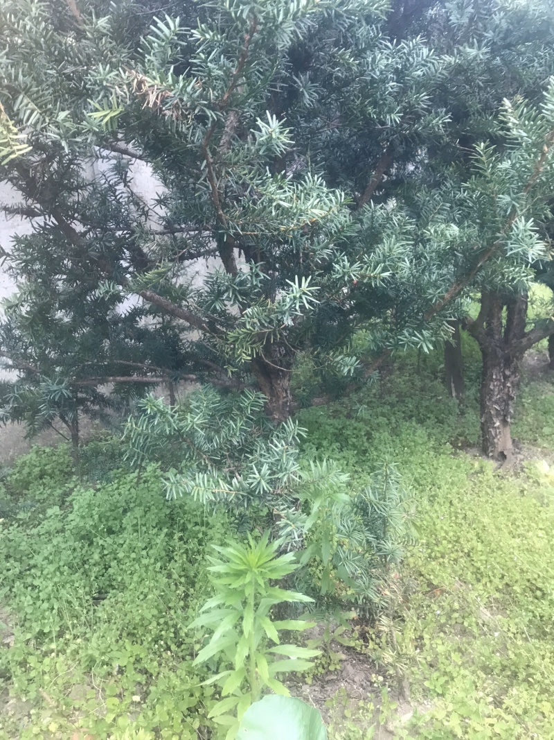 【精品】红豆杉辽宁本溪桓仁县贵龙苗圃直售，量大从优！！！