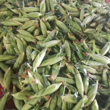 云南水果玉米一件代发，对接各大平台