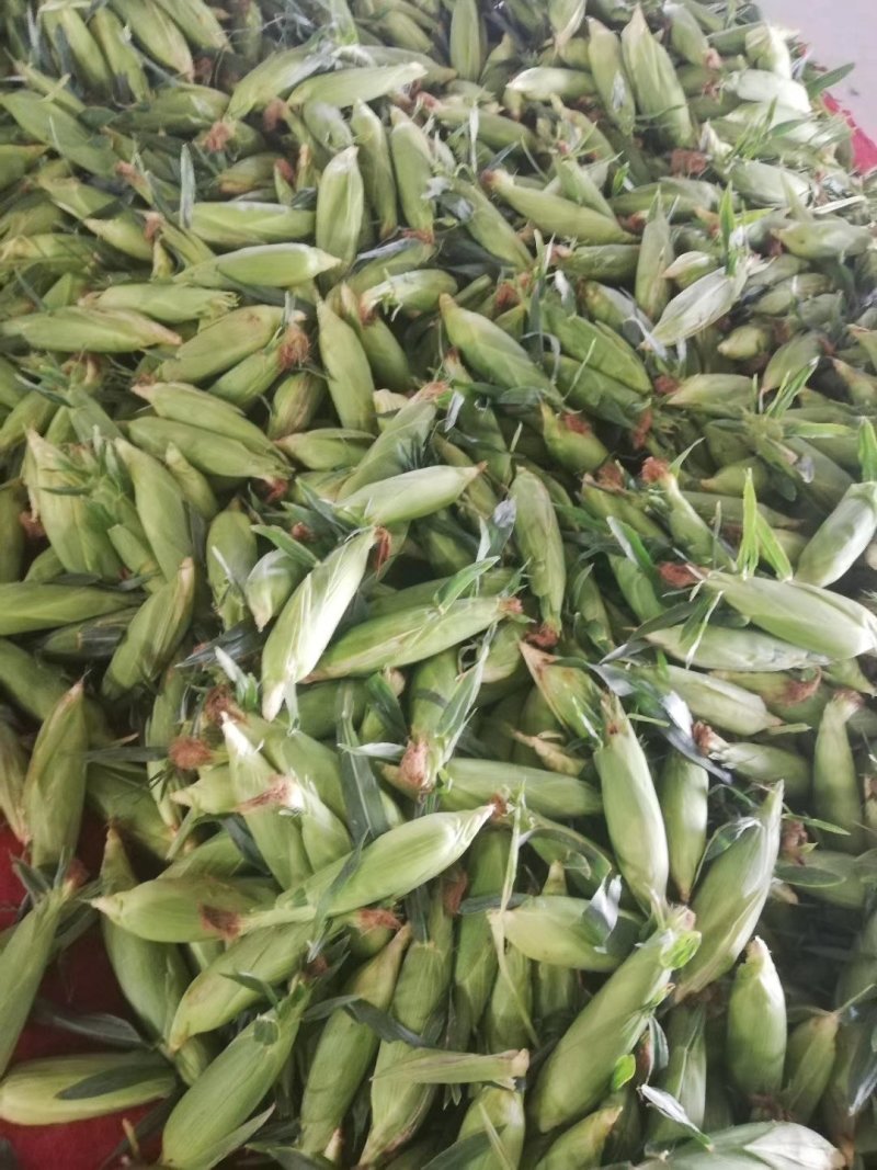 云南水果玉米一件代发，对接各大平台