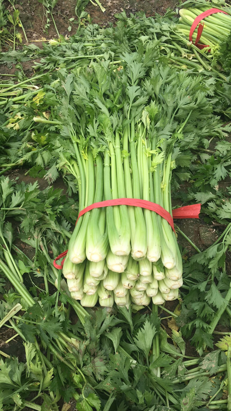 芹菜山东西芹芹菜上市中，优质细棵.中棵菜做工精细