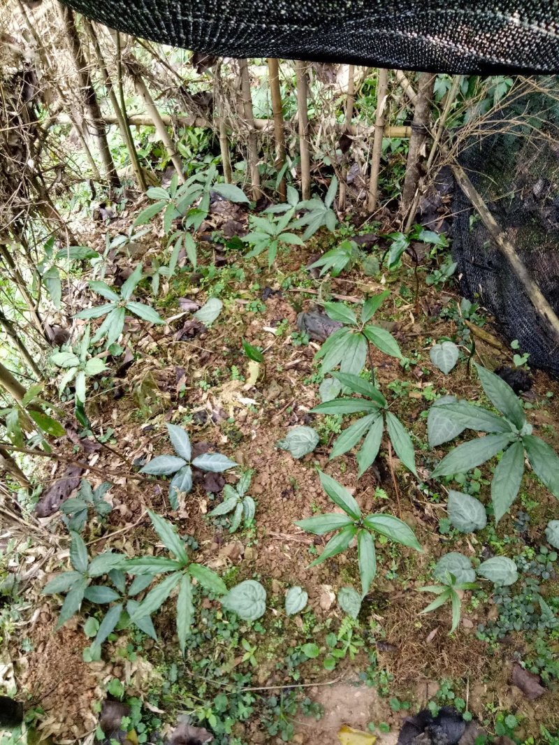 滇重楼苗，种子，。